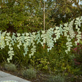 Botanical Leaf Hanging Decorations 2m Bunting Botanical Leaf Hanging Decorations 2m