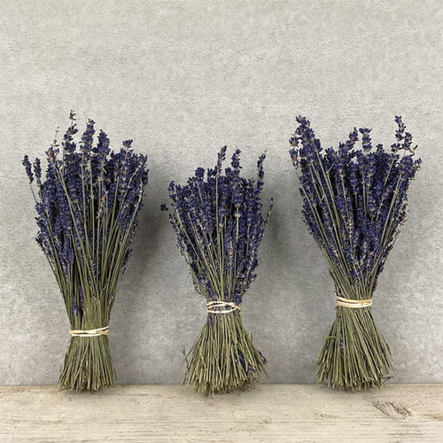 Dried Lavender Bunch - East of India lavender Dried Lavender Bunch